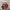 Adidas Casual Sportswear Sneakers Wanita Red