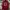 SPITFIRE BIG HEAD LOGO - RED  photo 1