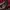 SPITFIRE BIG HEAD LOGO - RED  photo 3