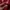 SPITFIRE BIG HEAD LOGO - RED  photo 5