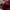 SPITFIRE BIG HEAD LOGO - RED  photo 4