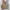jacket harrington BURBERRY photo 1
