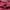 Halfzip Ralph Lauren - Raspberry red Unisex photo 5