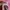 Nike Airmax Plus TN Pink photo 6