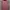 Vest Sassh photo 6