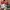 VANS Streetwear Sneakers Pria green photo 6