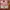 Coach cricket white coral leather photo 4