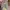 Floral Babydoll Top Square Neck Fairycore Coquette Milkmaid photo 6