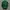POLO Cap Little Pony Hunter Green photo 2