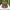 TOPI SUPREME FLORAL photo 1