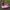 Adidas SL72 Pink photo 2