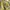 Kemeja tropical daun crop photo 2