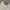 LL Bean Chore Jacket Canv4s Cream (3A-36 ) photo 2