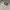 LL Bean Chore Jacket Canv4s Cream (3A-36 )
