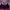 Sport Bra Seamless Fuschia Hitam Senam Yoga Running Pilates