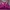 Sport Bra Seamless Fuschia Hitam Senam Yoga Running Pilates