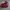 Timbeerlandd Boots Red US 9 Eu 43-28 cm photo 1