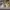 AIR JORDAN 1 LOW CENTRE COURT COCONUT MILK SAIL photo 4