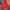 Sportswear Puffer Jacket Pria White Red