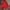 Sportswear Puffer Jacket Pria White Red