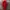 Cop Copine Red Midi Dress photo 4