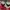 Nike Air Huarache Run Ultra photo 7