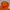 HOODIE NOAH HALLELUJAH ORANGE photo 6
