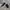 Staccato Shoes  photo 2