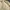 Yves Saint Laurent YSL Luxury Minimalist Casual shirt Pria yellow photo 4