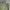 Gramicci pants olive green photo 5