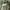 Gramicci pants olive green photo 4