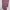 Kaftan Purple photo 1