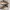 Timberland Brooklyn Sneakers Wheat Nubuck A26GG photo 6