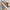 Timberland Brooklyn Sneakers Wheat Nubuck A26GG photo 1