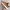 Timberland Brooklyn Sneakers Wheat Nubuck A26GG