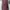 Converse Jack Purcell Low Cross Stitch Brown photo 8