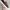 Converse Jack Purcell Low Cross Stitch Brown photo 1