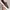 Converse Jack Purcell Low Cross Stitch Brown