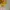 sweater (kuning)  photo 3