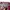 Hill House Nesli Nap Dress in Burgundy Floral photo 5
