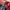 Vtg Red Pepper Jeans Size 29 photo 5
