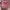 Topi Pink Awareness Ribbon & Chicago Script Slouch Hat Dad  photo 3