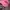Topi Pink Awareness Ribbon & Chicago Script Slouch Hat Dad  photo 6