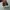 vans sk8 low photo 4
