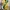 Vans Oldskool pro Prime Atlantic gold photo 7