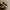 Topi Von Dutch Corduroy Original - Topi Vondutch photo 7