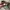 Celana Pendek Cargo R Studio photo 4