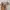 Hermes Luxury Polo shirt Pria cream tan photo 5