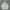 Hoodie Thisisneverthat spellout second photo 1