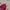 SNOWBOARD NAKE JAPAN JACKET